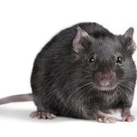 Rat