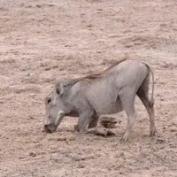 African Warthog