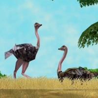 Common Ostrich