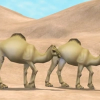 Dromedary Camel