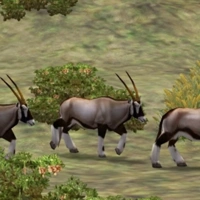 Gemsbok