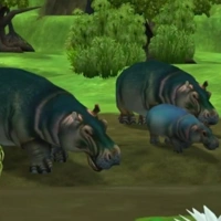 Hippopotamus