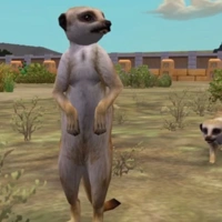 Meerkat