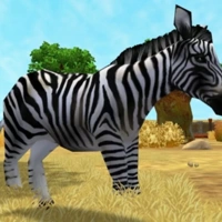 Plains Zebra