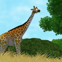 Reticulated Giraffe