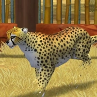 The African Cheetah