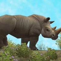  White Rhinoceros