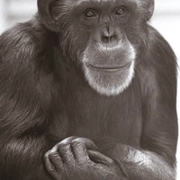 Lucy the chimpanzee