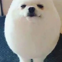 Eggdog